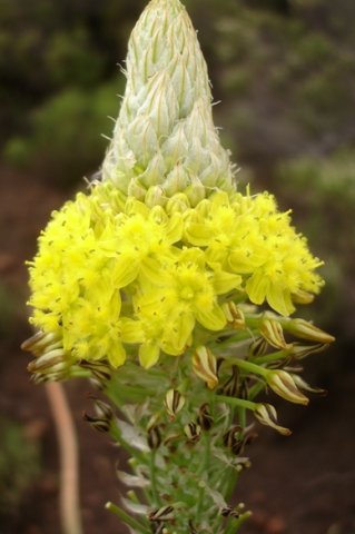 Bulbine narcissifolia flowering halfway done